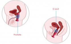 Analvibrator m. Wärmefunktion & Fernsteuerung Svakom Primo schwarz