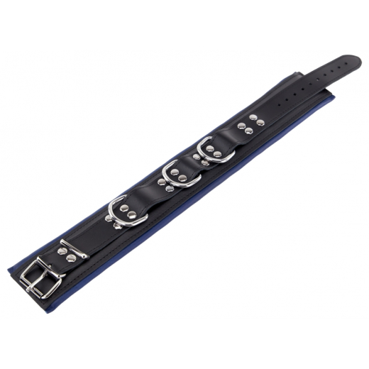 Halsband gepolstert m. D-Ringen Leder schwarz-blau mit Schnalle einstellbar hochwertiges starkes Rindsleder kaufen