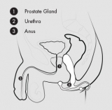 Acheter le stimulateur de prostate Aneros Eupho Trident petit & mince le plus réactif des appareils de massage de la prostate dANEROS